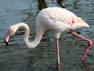 Greater Flamingo (WWT Slimbridge March 2011) - pic by Nigel Key
